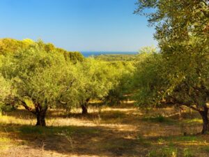Olive trees in Kyllini, Peloponnese